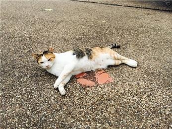 《幻兽帕鲁》社区经理提醒粉丝：不要在意游戏玩家数量争议